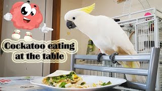 NIGEL THE COCKATOO EATS AT THE TABLE - CACATUA QUE COME À MESA by NIGEL, THE COCKATOO and family 69 views 2 years ago 11 minutes, 56 seconds