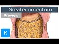 Overview of the Greater Omentum (preview) - Human Anatomy | Kenhub