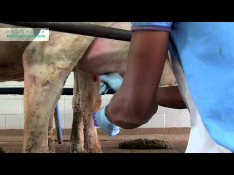 Vídeo: Tratamento Domiciliar De Mastite: Regras De Tratamento