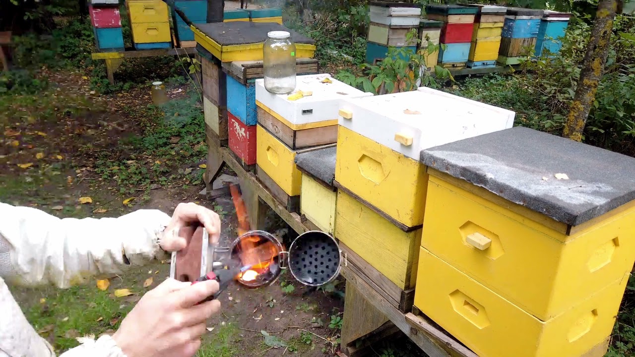 Dennica higieniczna - co to jest. ABC Pszczelarstwa.