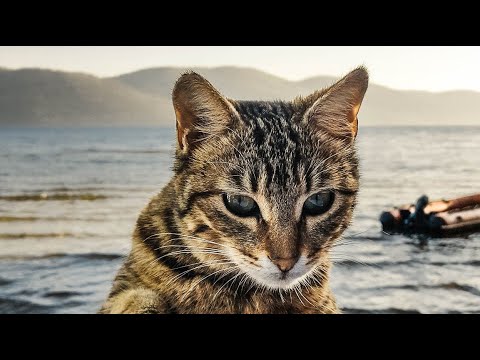 Lustige Katzen Videos 2021 😹  Funniest Cat Ever  | Lieblingskatze 💓