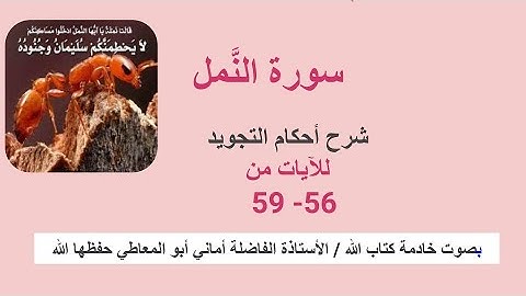 سورة النمل :  شرح الاحكام للآيات من 56 إلى 59