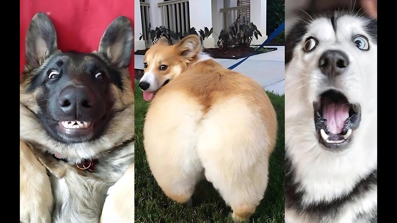 THE BEST OF UNEXPECTED DOG HILARITY #1 🤣🐶 NEW Funny Dogs 2024