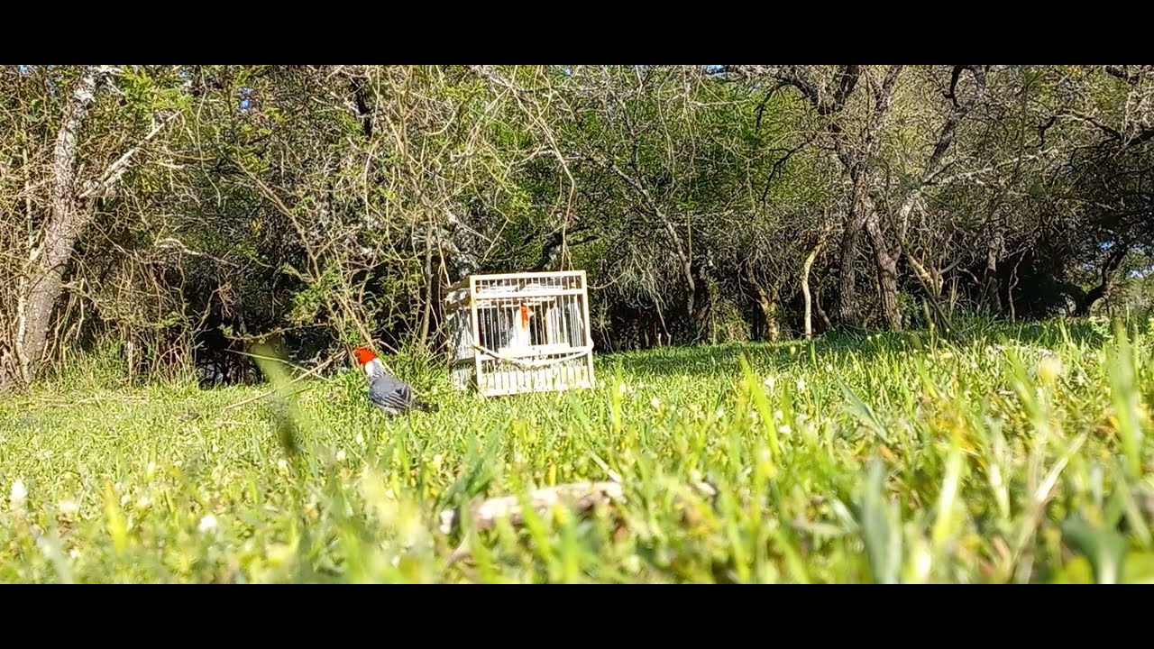 video nuevo Cardenales