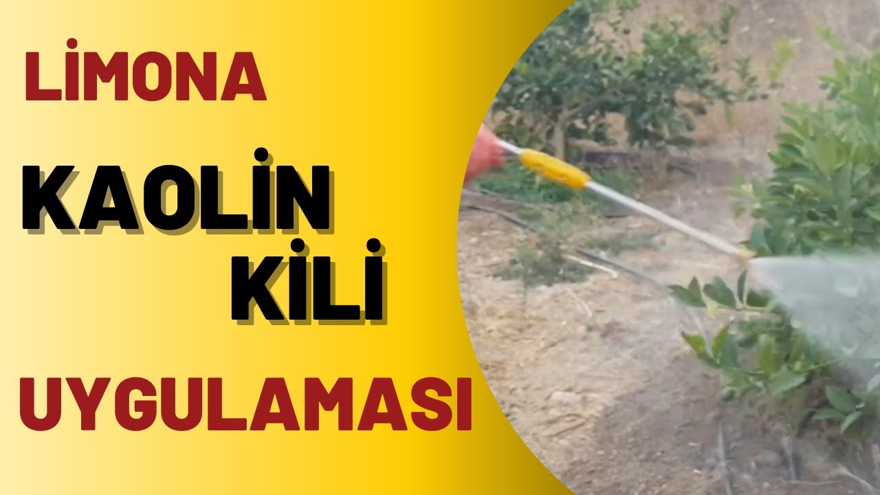 LİME limon MAYER limon kaolin kili nasıl uygulanır? #kaolinkiliuygulaması