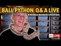 Ball Python Breeding Q&A: Ask Me Anything!