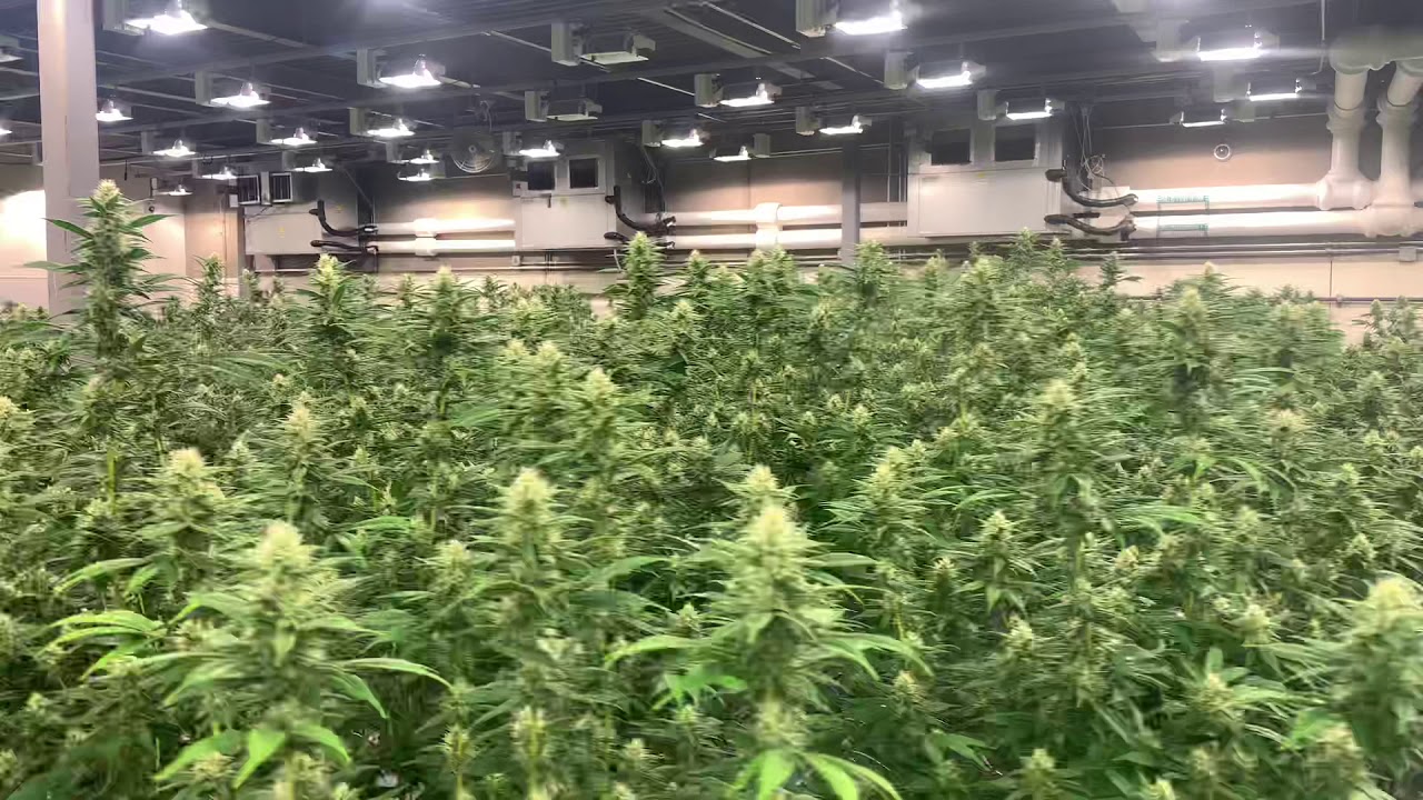 RareDankness Flower2 using RareDankness developed nutrients.