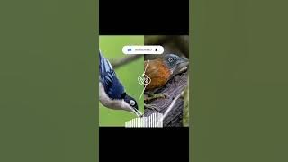 Masteran viral rambatan Doraemon vs Tepus kepala abu#kicaumania #muraibatu #birds #burung #masteran