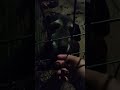 a cadela da minha avó mais perigosa do mundo de Portugal ☠️