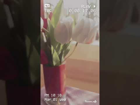 حالات واتس فنجان قهوة فيروز الورد يلي مايل بدون حقوق 