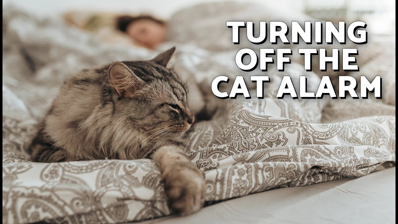 Why Does My CAT WAKE ME UP in the Morning? ⏰🐱 Let Me Sleep! - YouTube