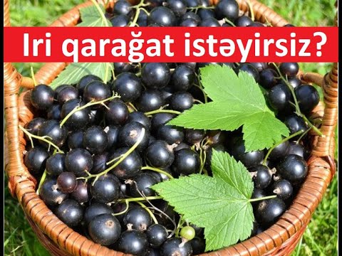 Video: Çəhrayı Qarağat (12 şəkil): 