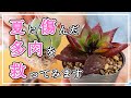 【多肉植物】夏に傷んだ多肉を救いたい！