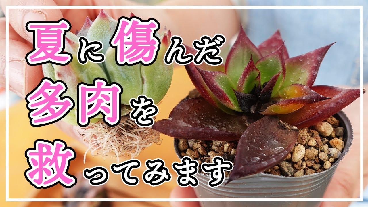 多肉植物 多肉を救う薬の話 説明欄に補足あり Youtube