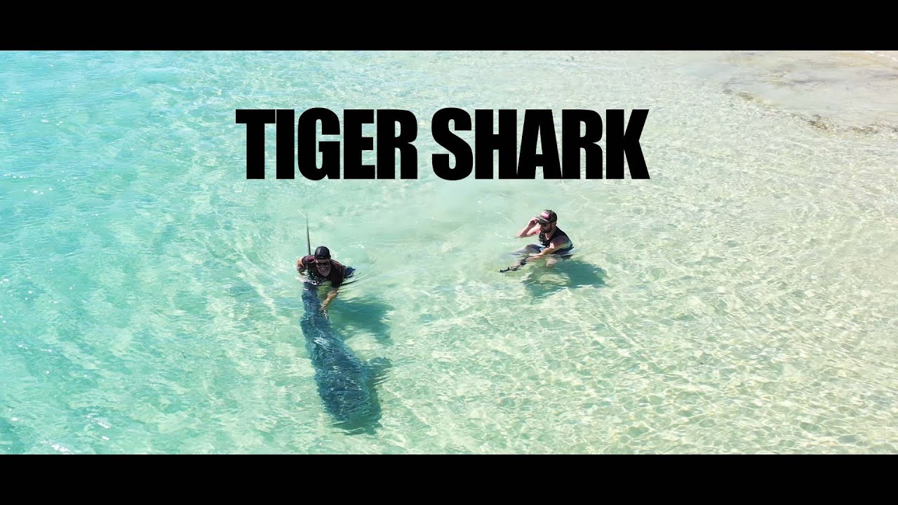 Massive tiger shark caught of K'gari (Fraser island). Unreal encounter 
