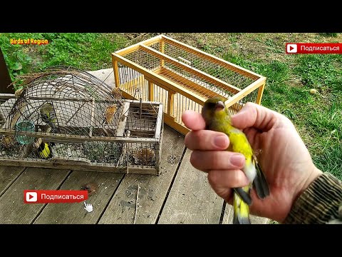 Западок-Ловушка. Как ловить певчих птиц? Trap. I release the birds into nature.