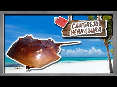 Atlantic horseshoe crab |One of the species of millions of years| (Animals of the World) | Request |