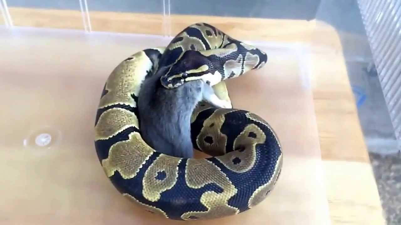 camera iphone 8 plus apk Kratos takes down a rat hopper 11/13/13