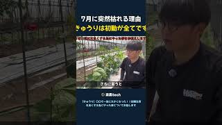 7月に突然枯れる理由 きゅうりは初動が全てです