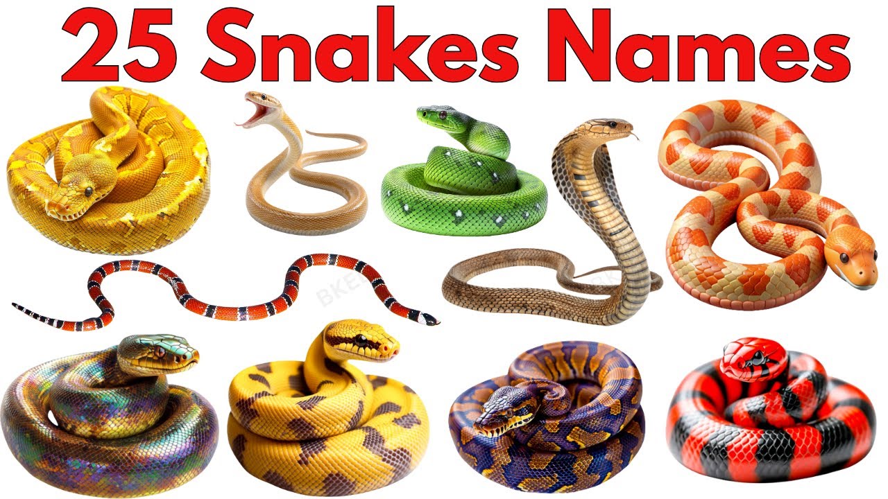 25 Snakes Names for Kids | Learn Snake Names & sounds | Preschool  & Educational Wildlife Video