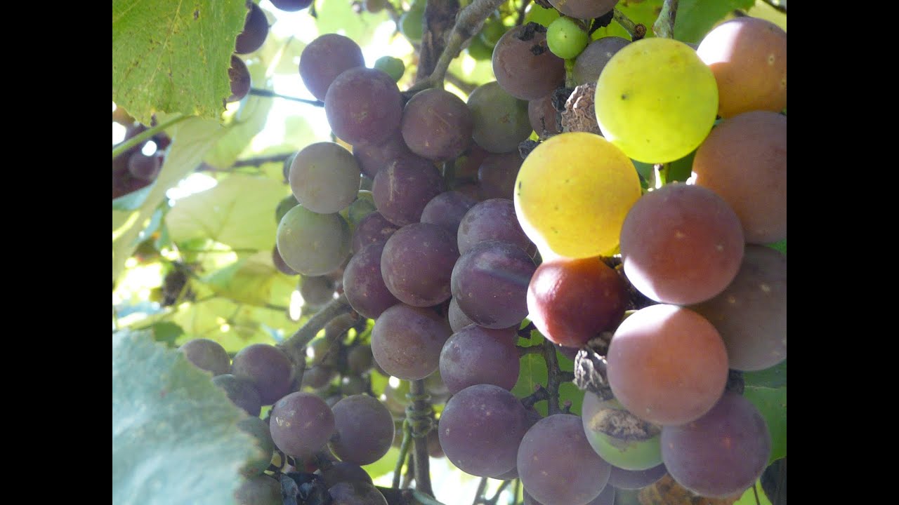 Free Food For Future Generations - Old Grape Vines Planted Long Ago.........