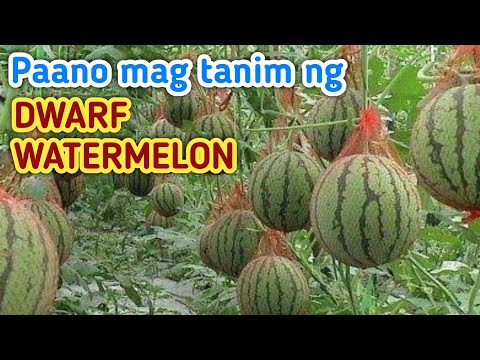 Video: Sumusuporta sa Mga Halaman ng Pakwan - Paano Magtanim ng Mga Pakwan Sa Mga Trellise