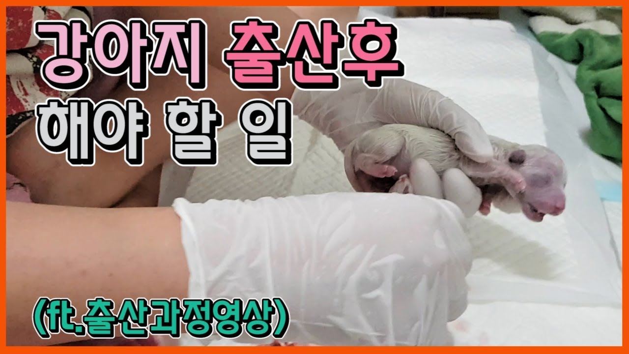 강아지 출산 후 해야 할 일 Pt.2