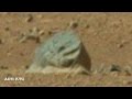 Internautas 'descubren' indicios de vida en Marte