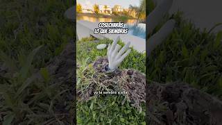 CRECIÓ UN ÁRBOL DE ABUELITAS