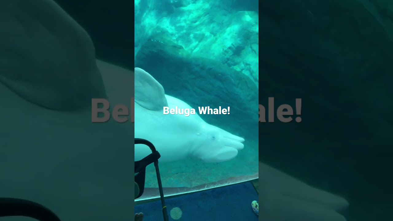 Beluga Purr-fect 