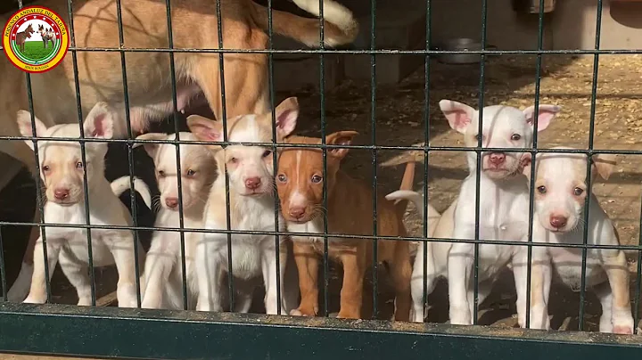 Adiestramiento de cachorros de Podencos con 65 días con conejo.