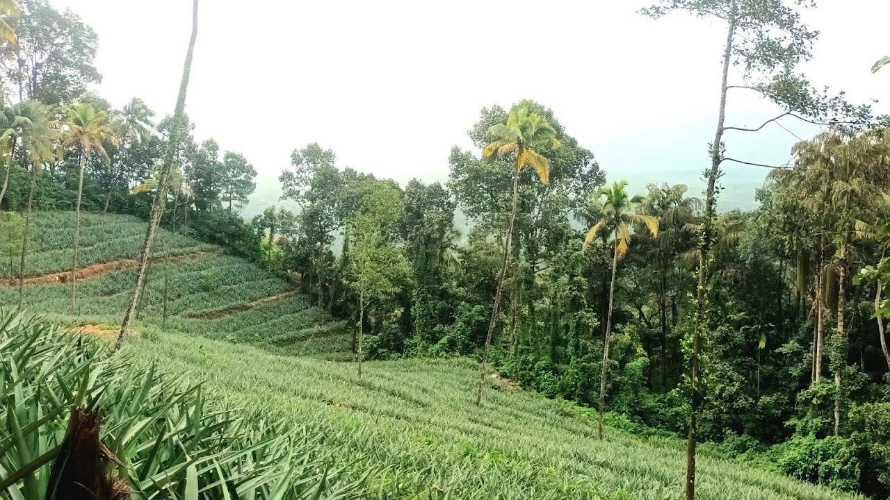 10 ഏക്കർ സ്ഥലം നല്ല മണ്ണ് കയറി വാ മക്കളെ! I 24 kerala properties I 551