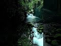 Creek Sounds for Relaxation 🌿 Peaceful Forest Water Ambience