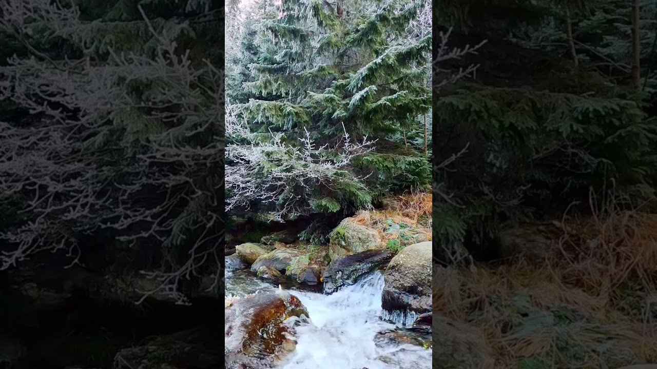 Cold Creek in Snowy Forest 