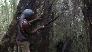 Gabon : un village veut sauver sa forêt sacrée de l'exploitation