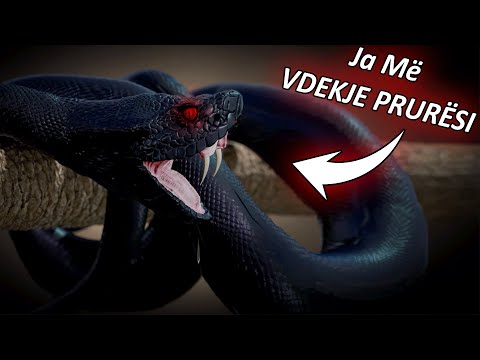 Video: A do të ishte helmi më pak helmues kur të skadojë?