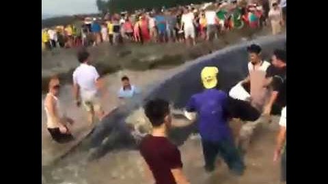 Đưa Cá Voi Trở Về Với Biển ở Nghệ An