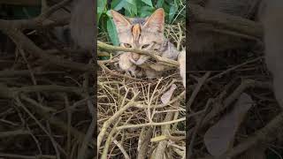Download Lagu sii ntengg dii atass rantingg gess menii enakenn kaya nyaa 🤣 #cat #imut MP3