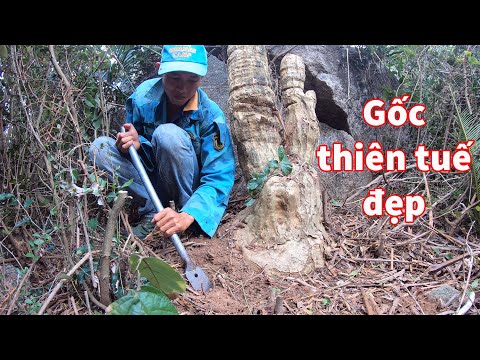 Video Khai thác cây thiên tuế gốc to đẹp hàng tự nhiên trên... - youtube