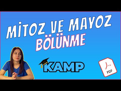 MİTOZ BÖLÜNME VE MAYOZ BÖLÜNME FULL TEKRAR TYT 2024