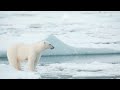Svalbard polar bear mum and her cubs