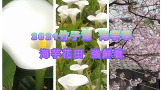 2021 陽明山竹子湖 海芋季 春遊浪漫最佳人氣景點 採海芋 顺遊陽明山和國際大旅館吉野櫻盛開4K Full HD