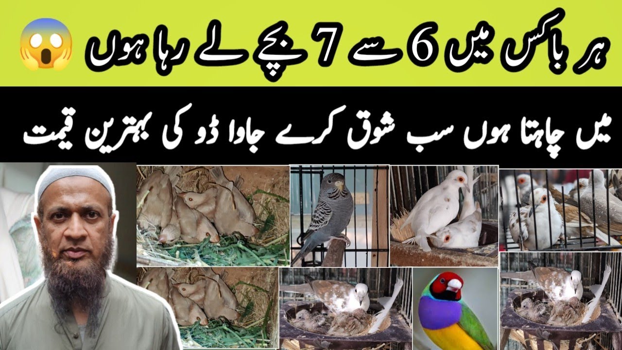 Biggest Fawn Java Opal Red & Silver pied Doves Mutations finch & Fancy ...