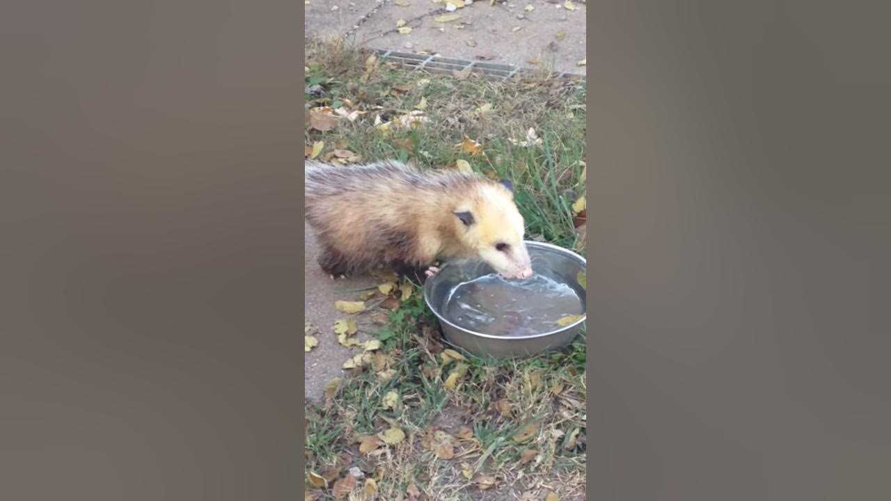 Possum drinking water. YouTube
