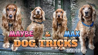 Maybe & Max | English Cocker Spaniels | Dog tricks | 3/2016
