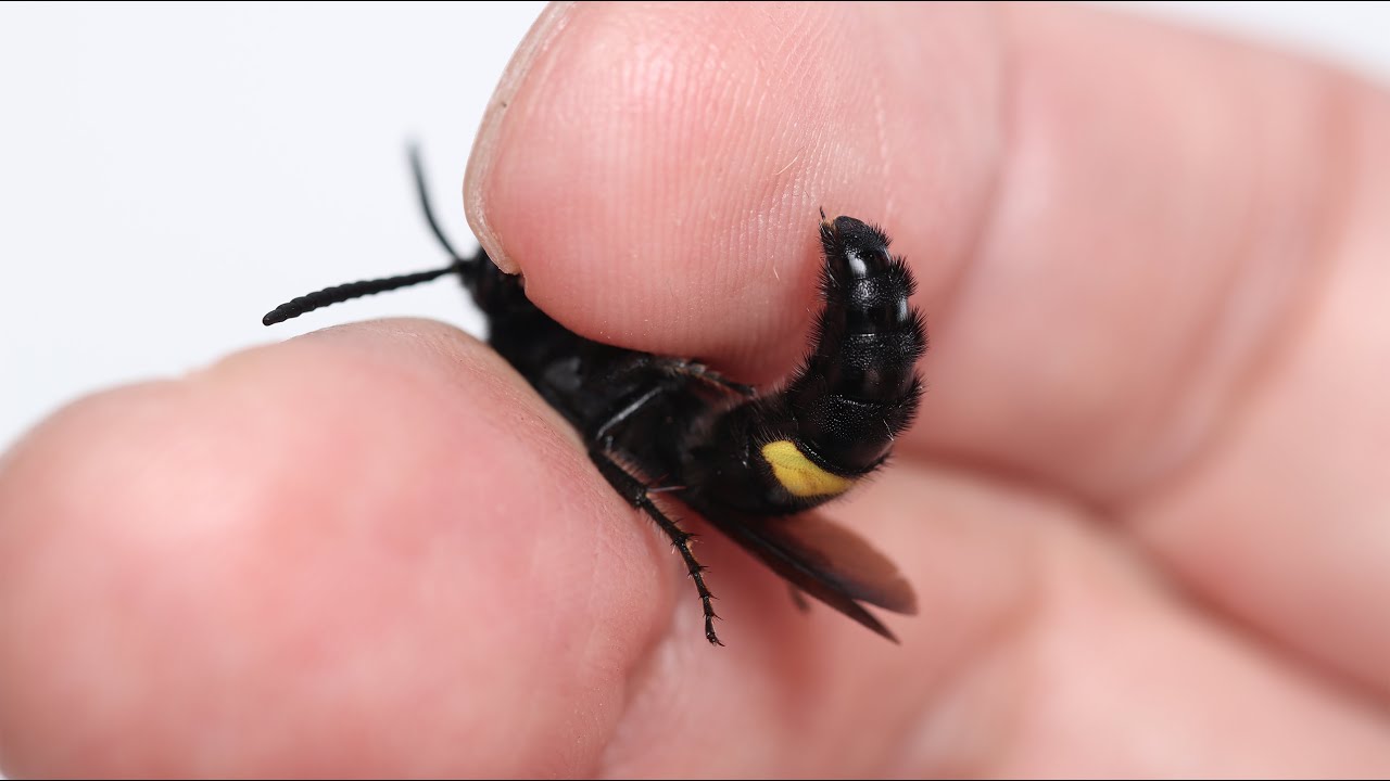 Male wasp pseudostingers as defensive weapons / ツチバチのオスは偽