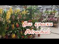#Орхидеи и цимбидиумы всех размеров в Петручёли!🤩