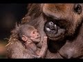 Gorilla Mom Bonds With Newborn