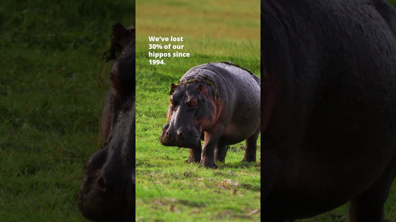 World Hippo Day 2025