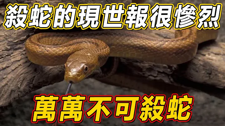 万物皆有灵！蛇人亲身经历告诉你，杀蛇的现世报无比惨烈，万万不可杀蛇！ - 天天要闻